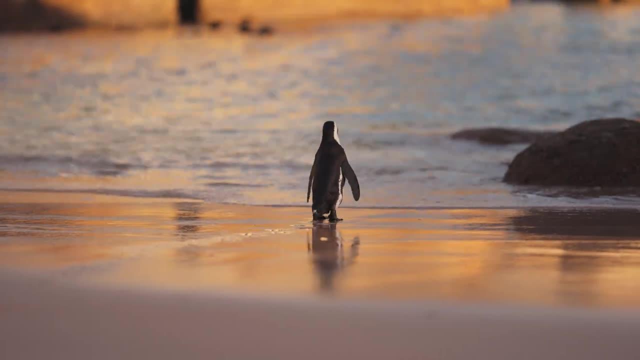 Penguins welcome the dawn