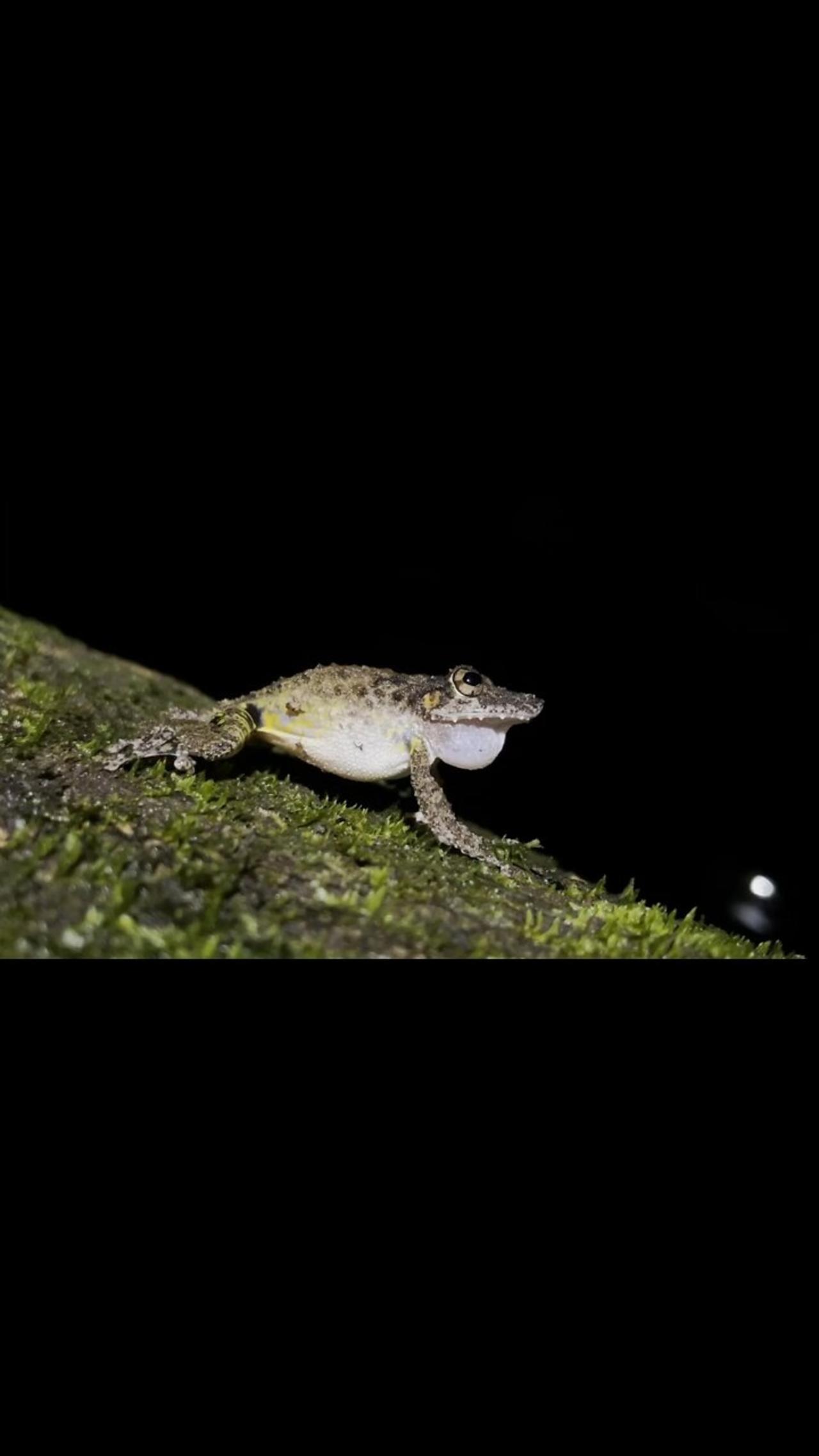 Boulenger's Long-snouted Tree Frog, Costa Rica.