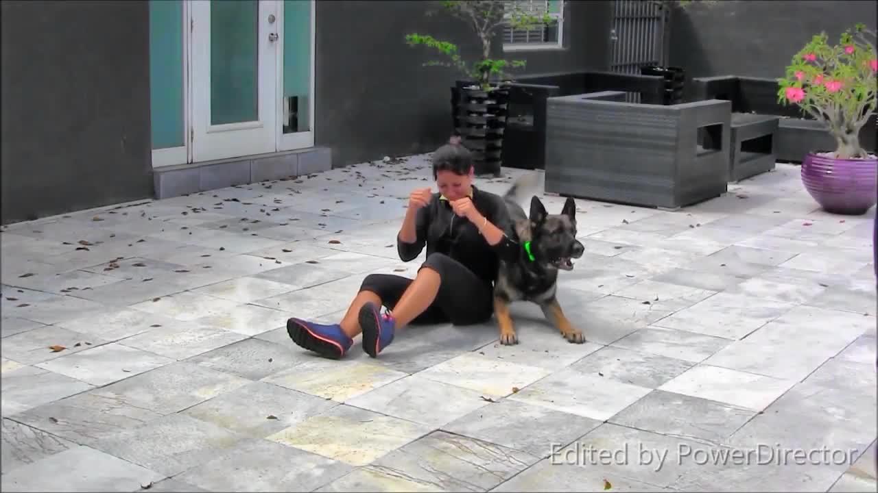 Best Dog Training Method