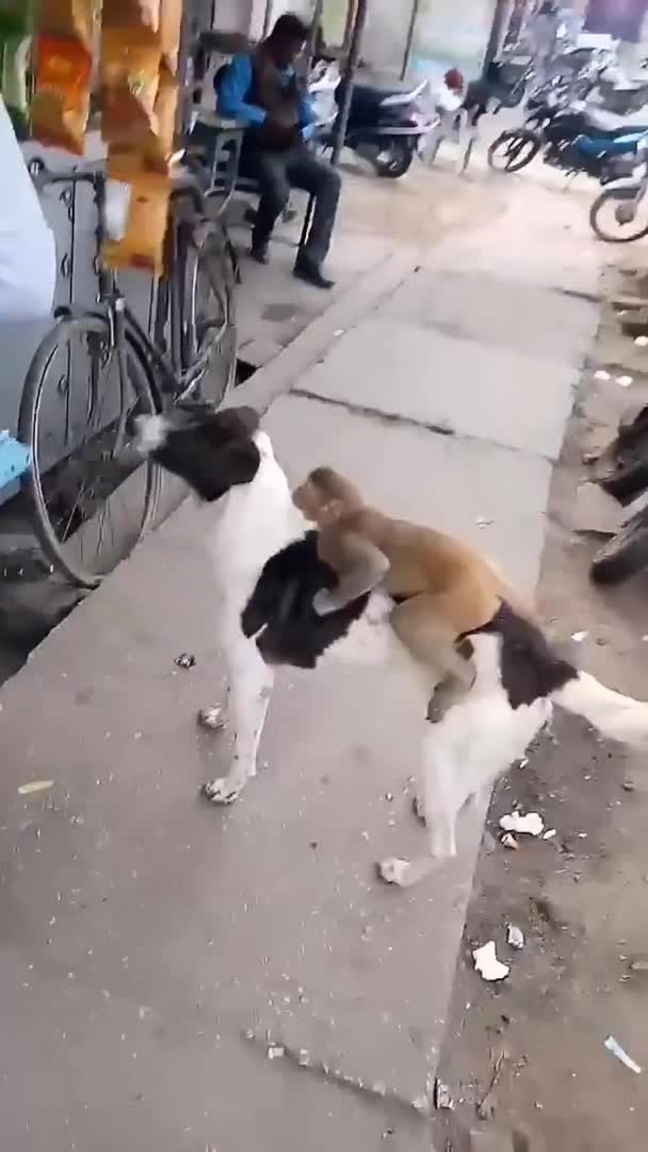 monkey and dog friendship_shorts