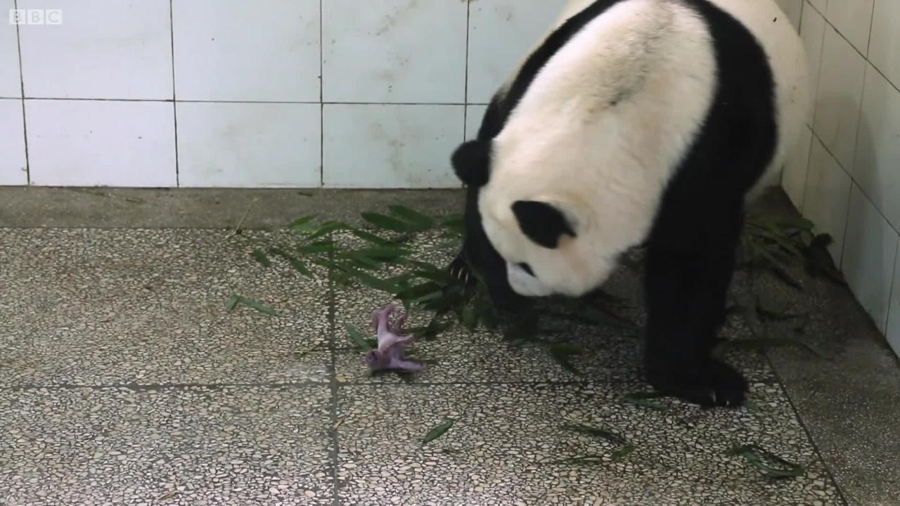 Birth Of Baby Panda | Panda Babies | BBC Earth