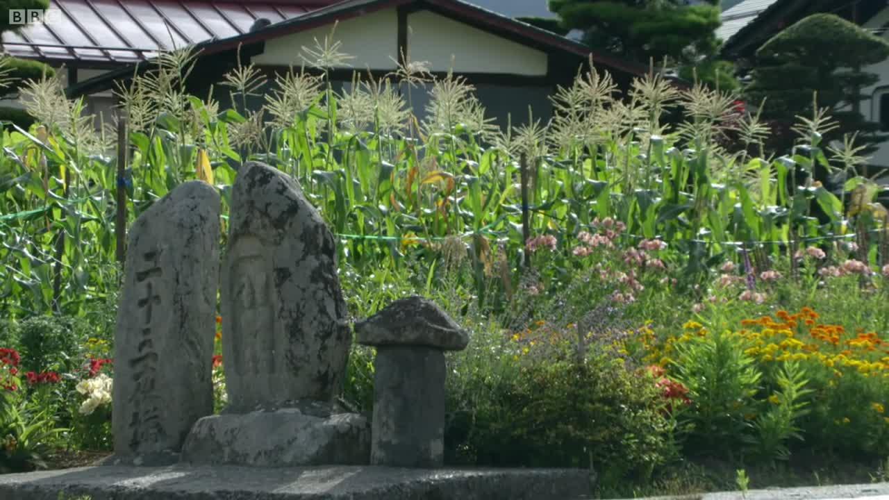 Shiba Inu vs Monkey in Japan | Wild Japan | BBC Earth