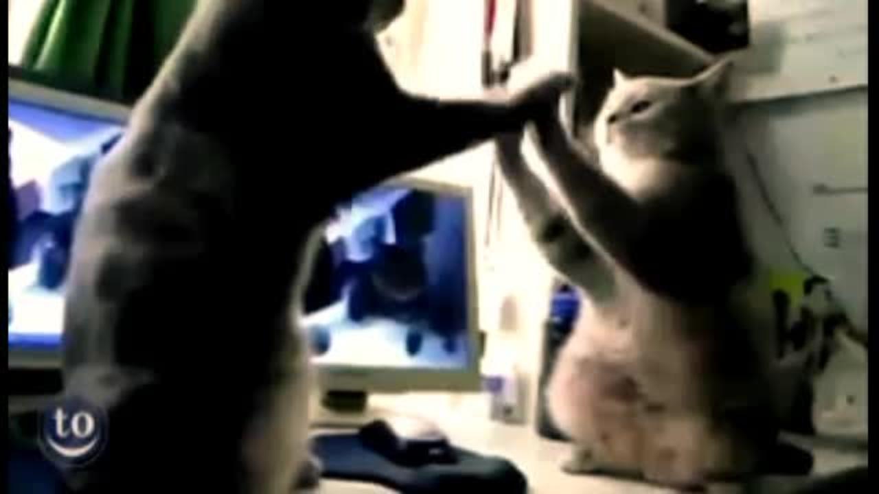 Very cute animal dancing video