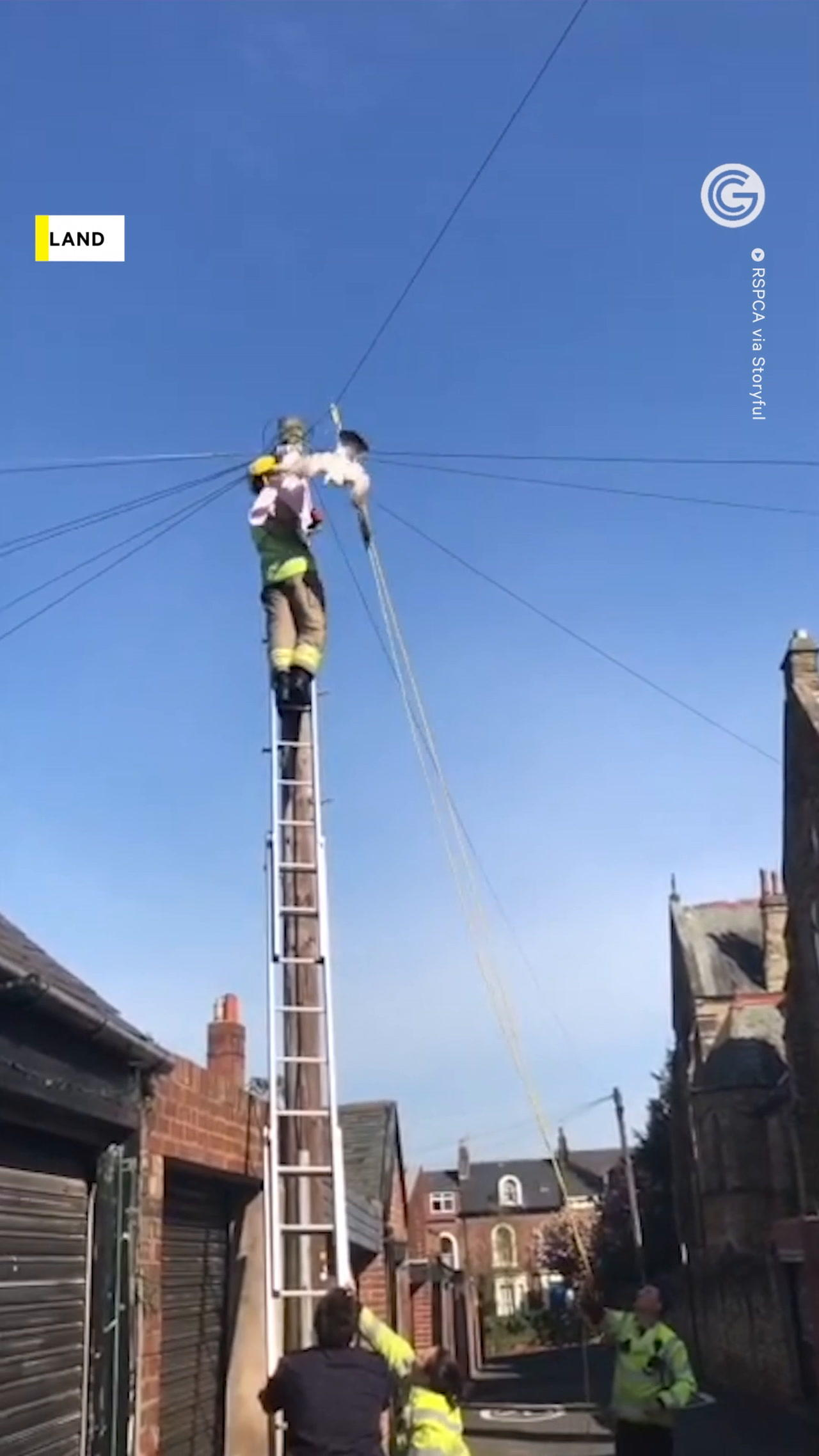 Rescuers Help Seagull Stuck on Power Line