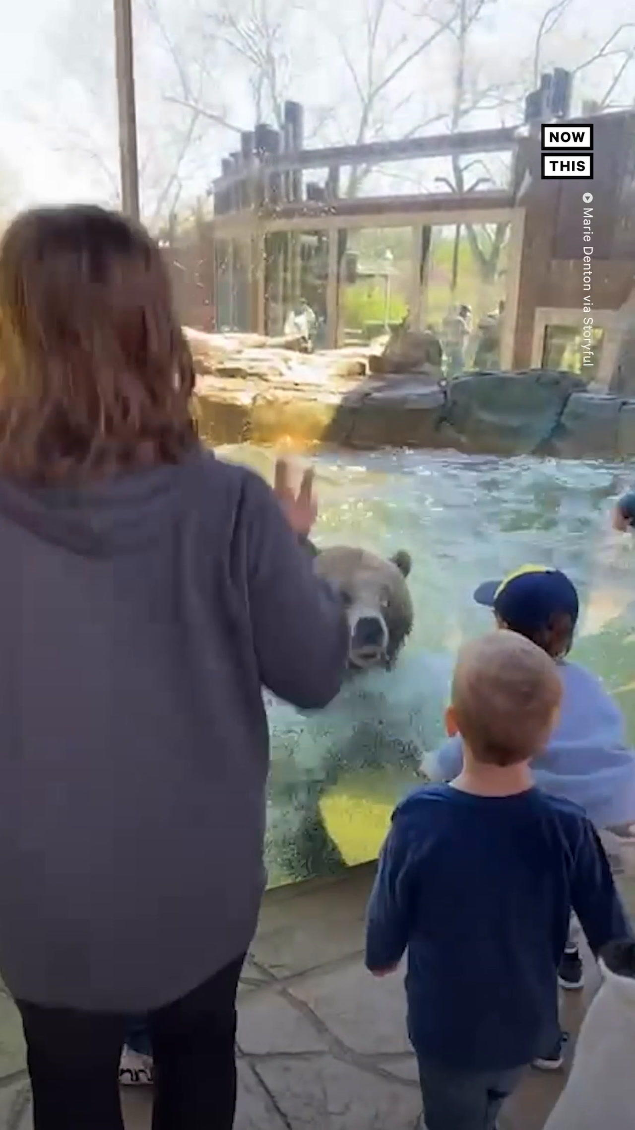 Bear Jumps With Children at St. Louis Zoo