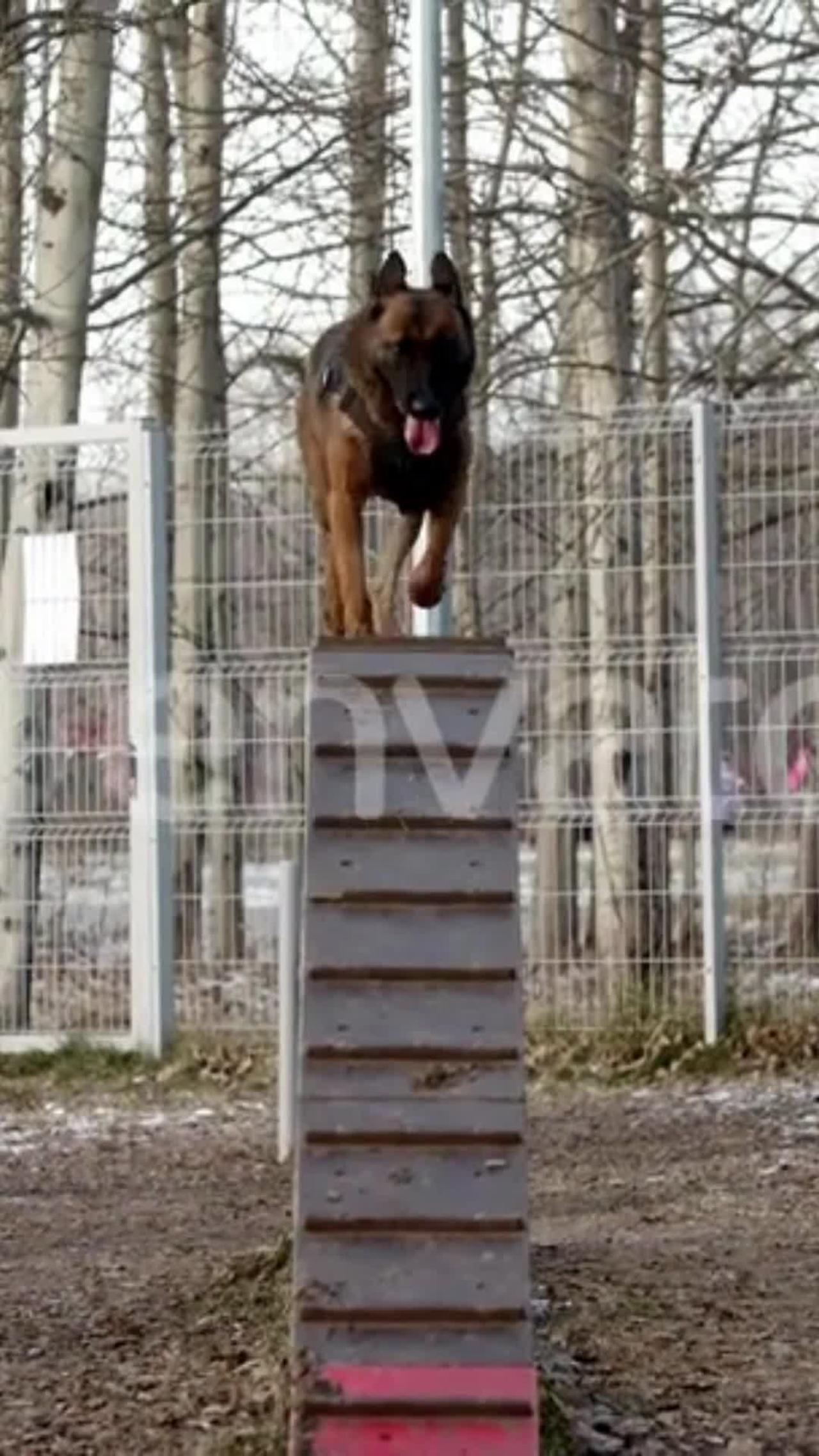 Dogs like fun in Training