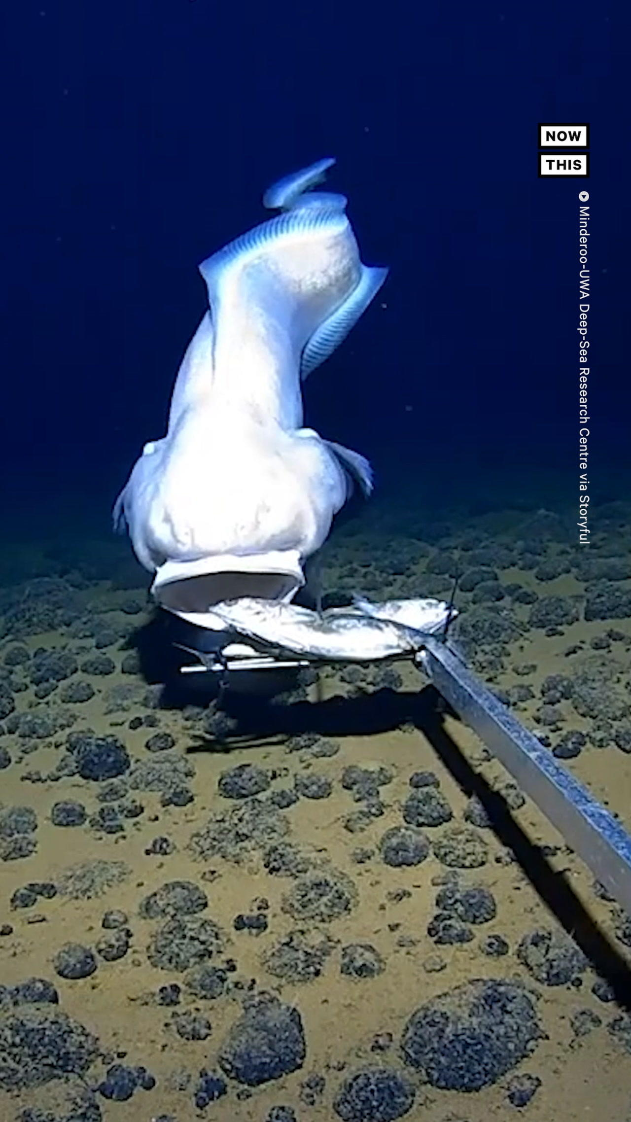 Researchers Get Footage of Unusual Fish 6,100 Meters Below Surface