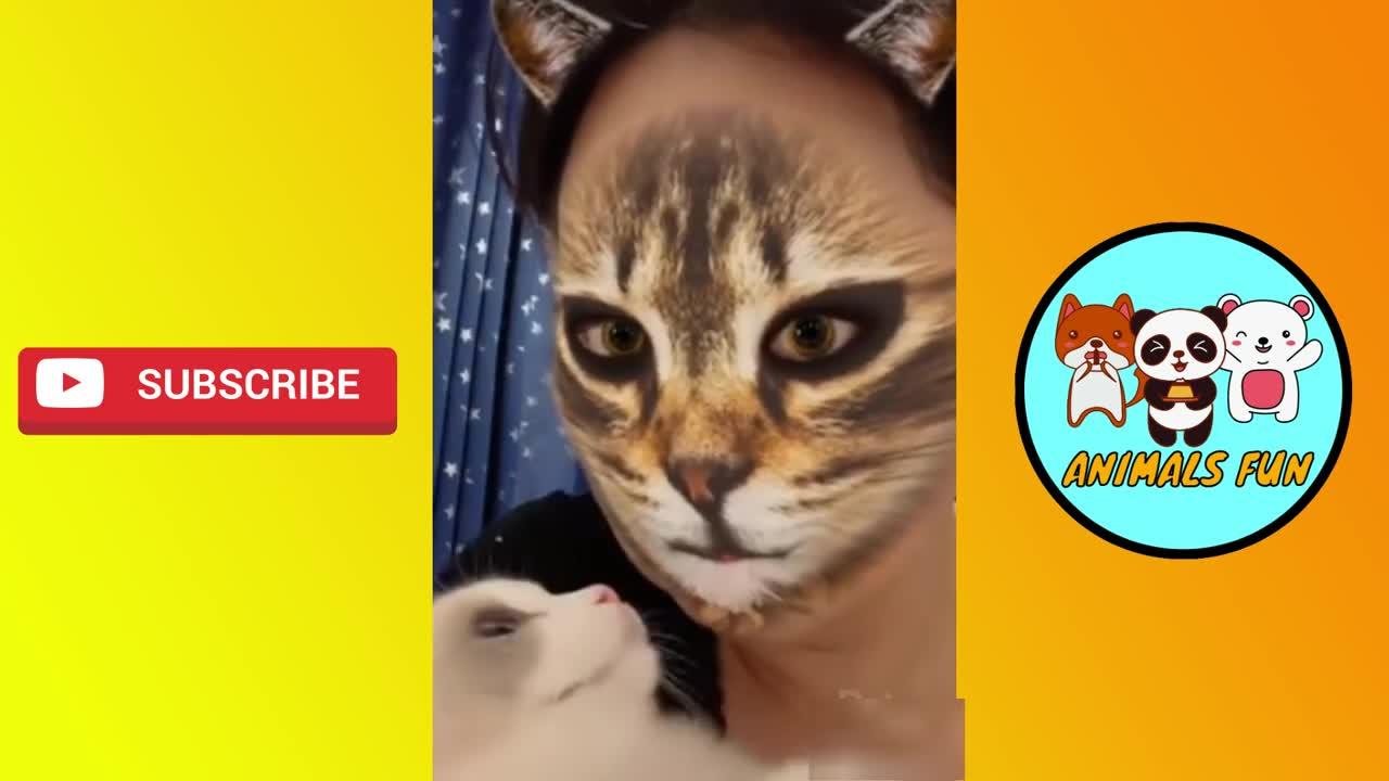 BEST FUNNY CATS VIDEO COMPILATION | ANIMALS FUN
