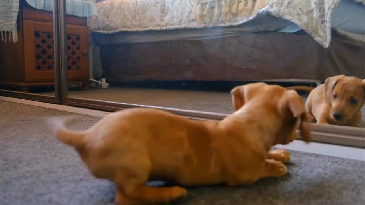 Best funny animals dog 🐕 video