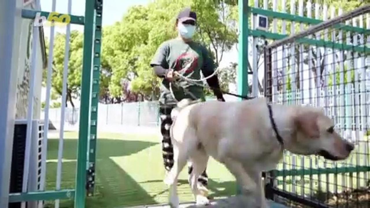 Strict COVID Restrictions in China Lead To Overflow of Pets in Animal-Care Centers