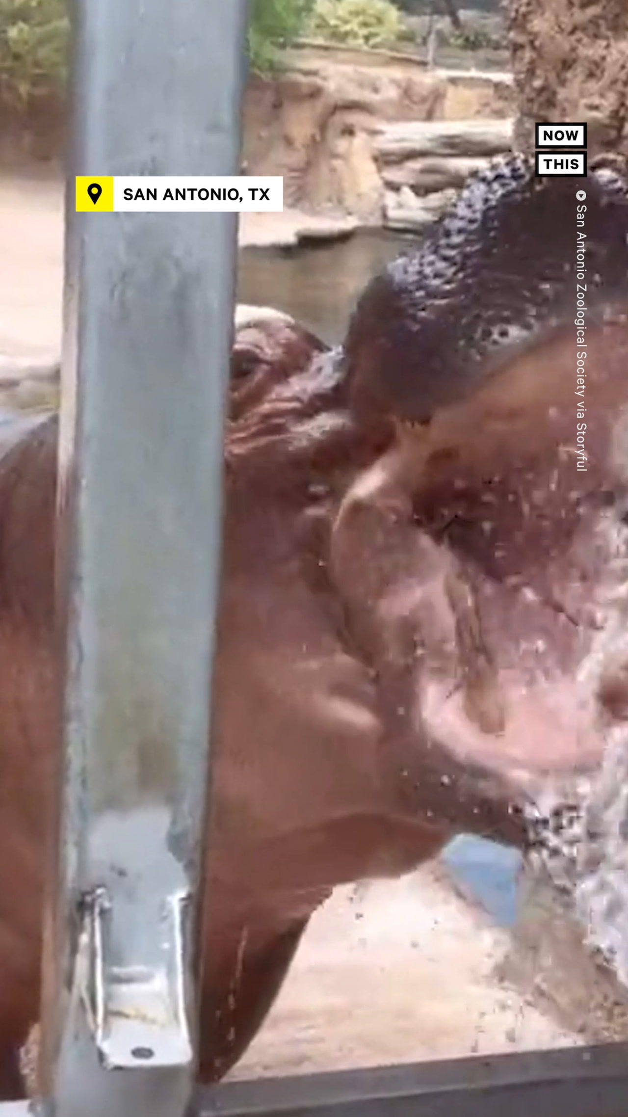Hippo Cools Off With Water Hose
