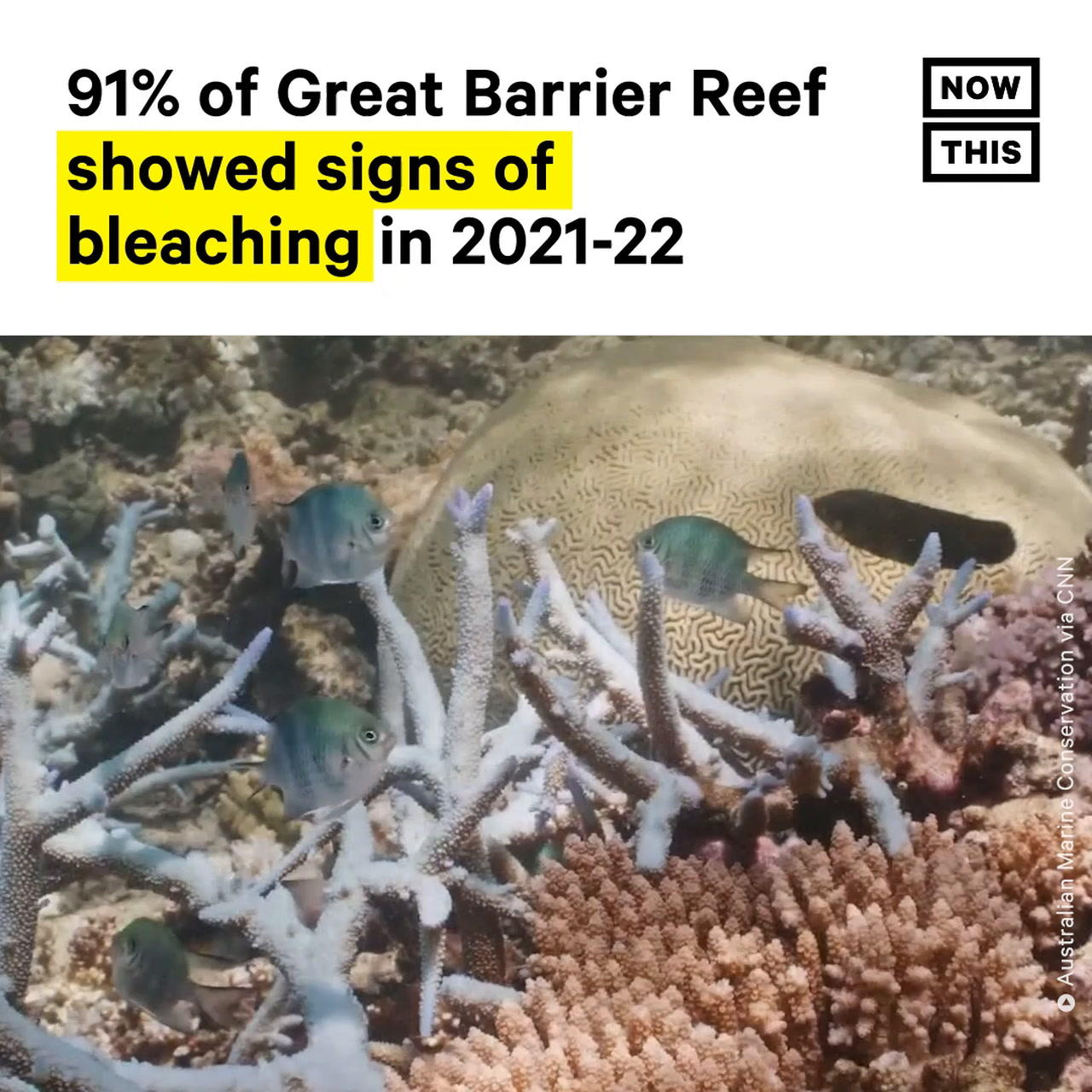 Great Barrier Reef Experiences 'Mass Bleaching Event'
