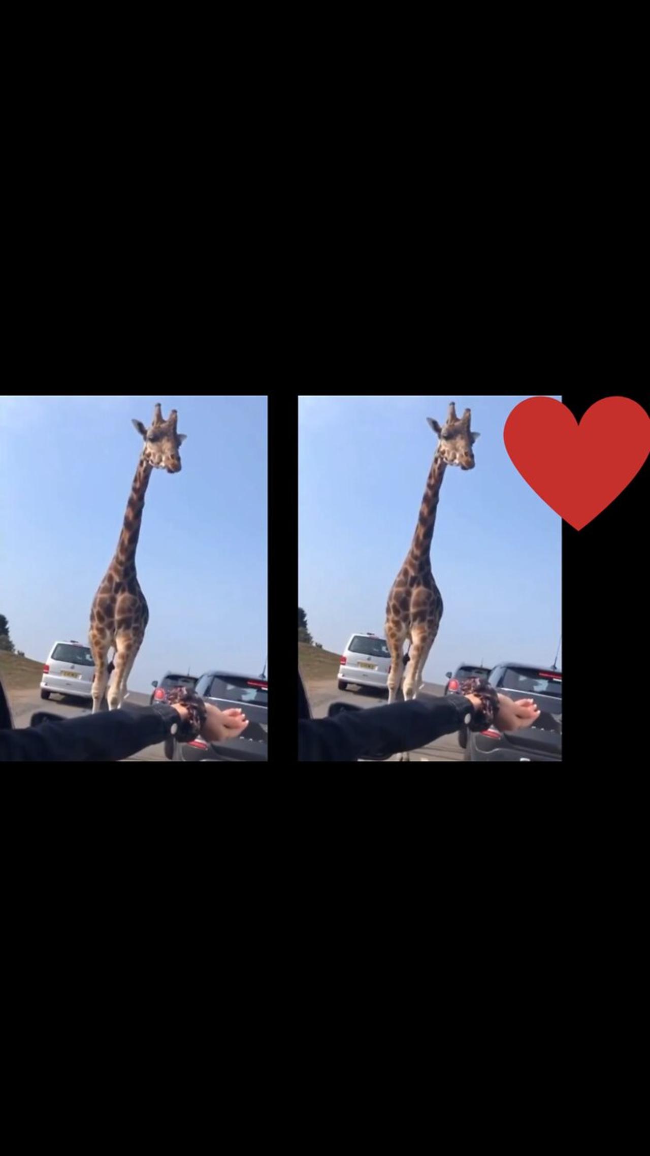 A giraffe eats food from human hands