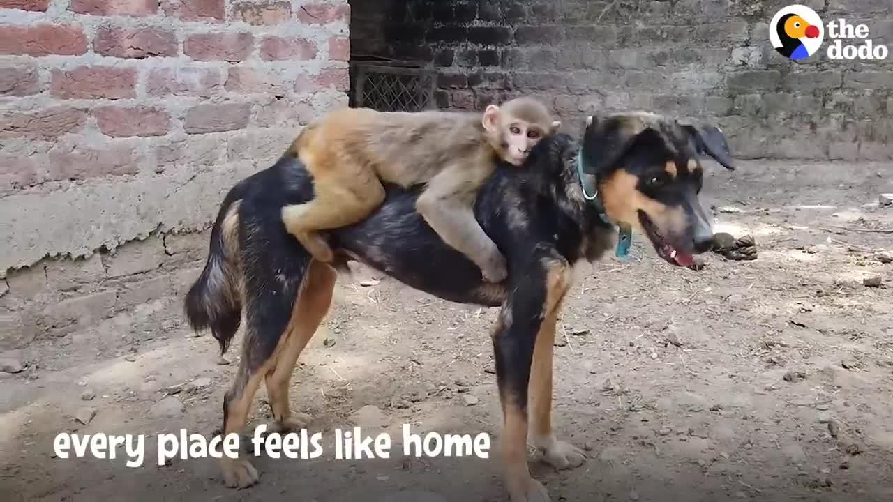 This monkey rides her dog