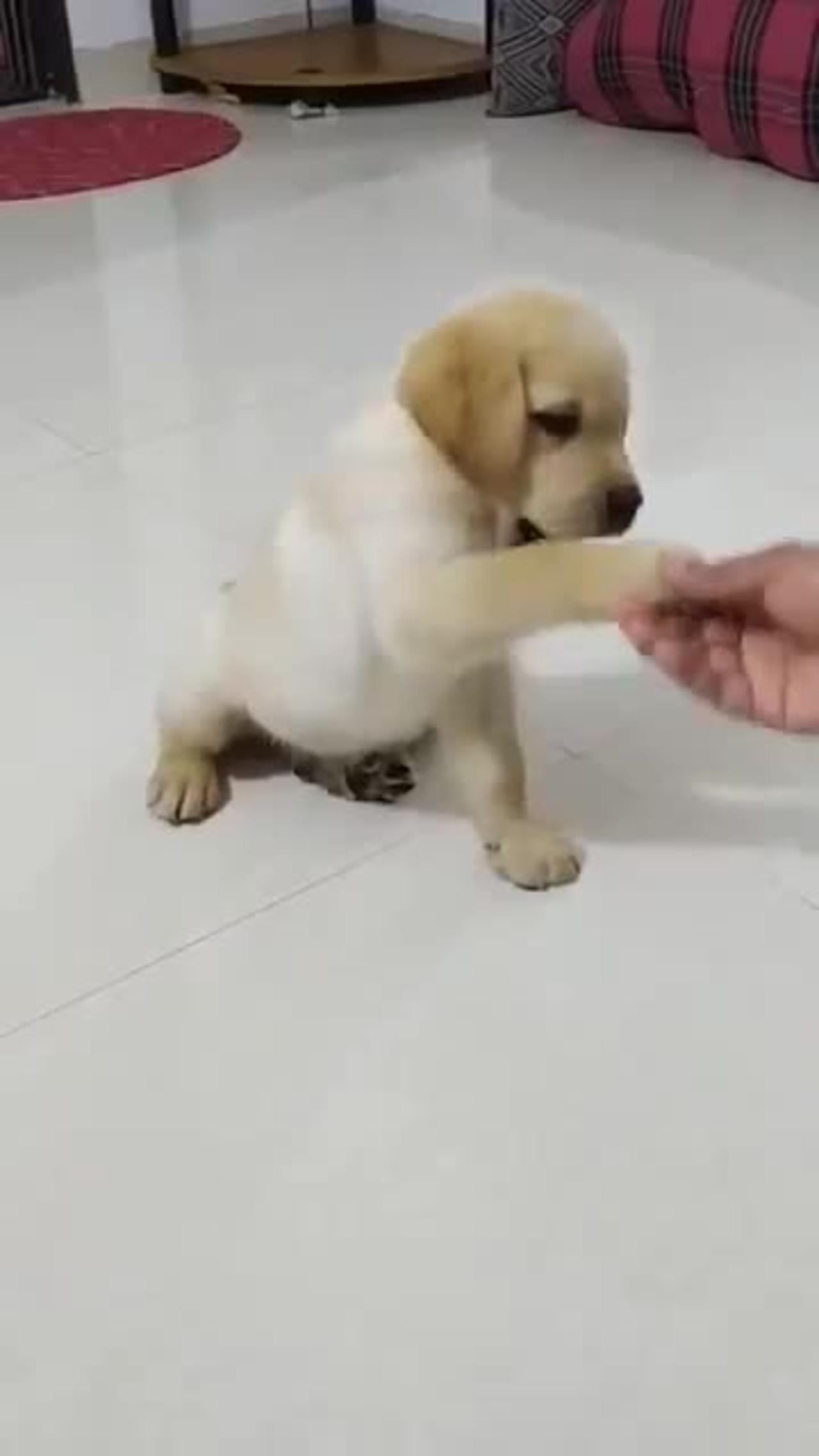 Best training dog video to teach how to shake hands with a dog