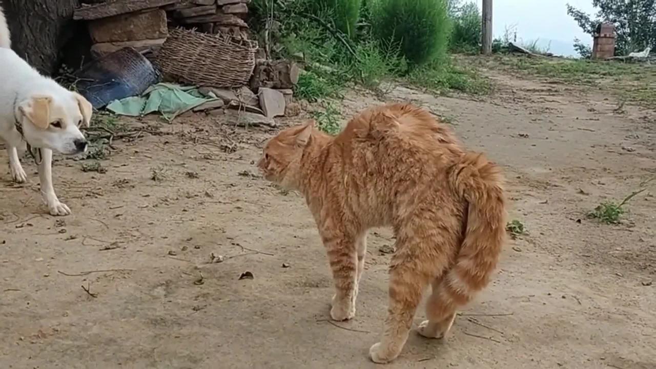Crazy Cat Fight Dogs