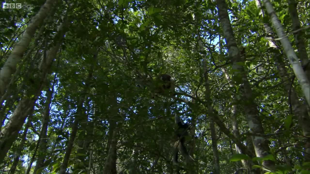 Cute Jumping Indri Lemurs | Madagascar | BBC Earth