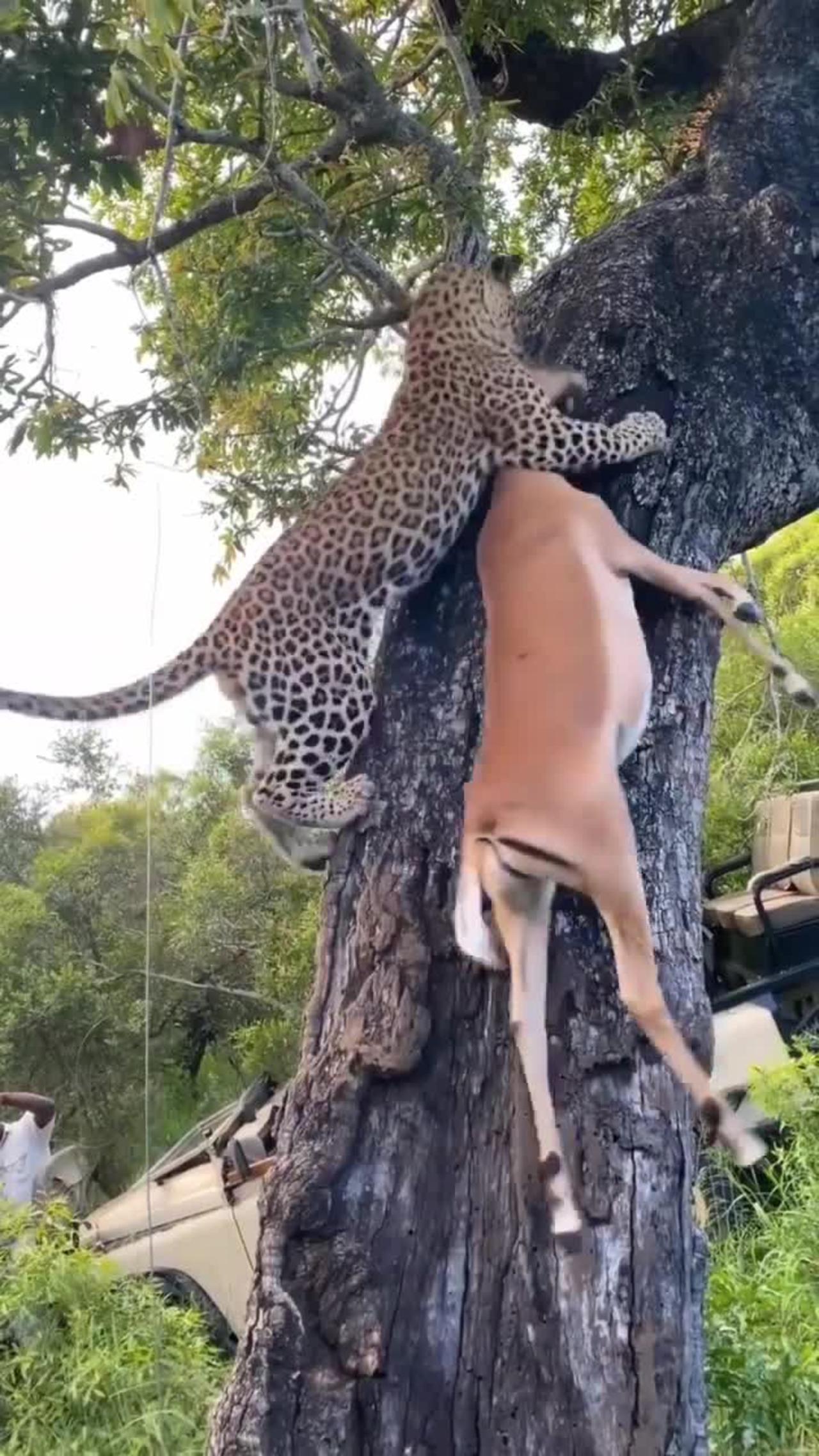 The leopard is killing the deer and taking it up the tree