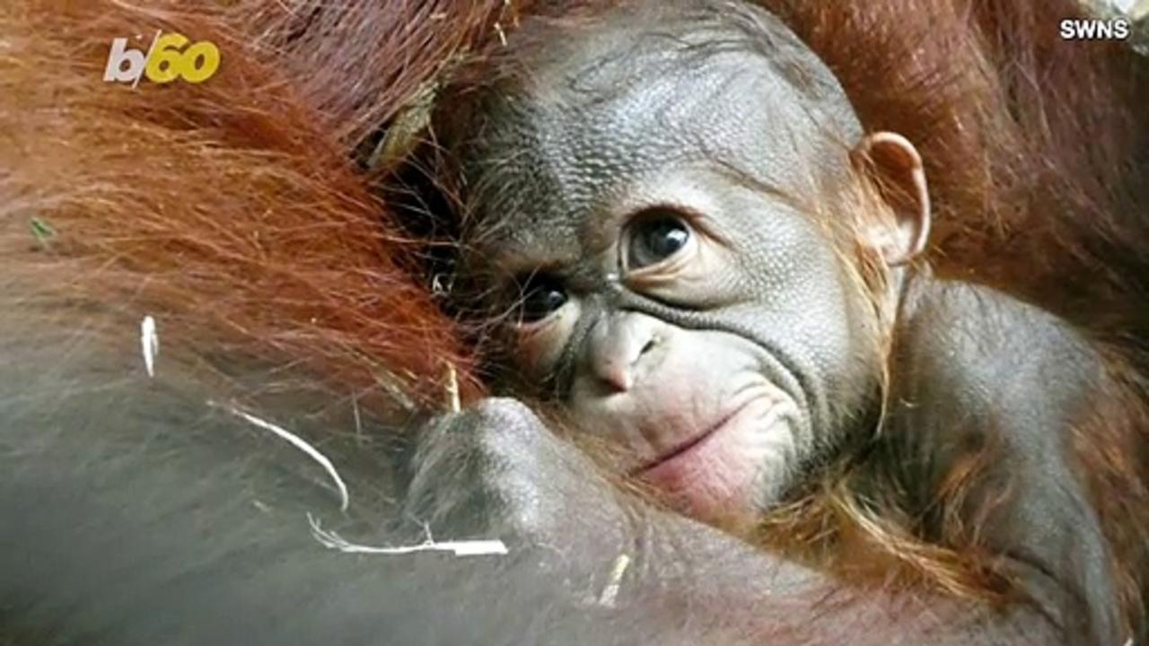 Aww! Baby Orangutan Born at Topeka Zoo in Kansas