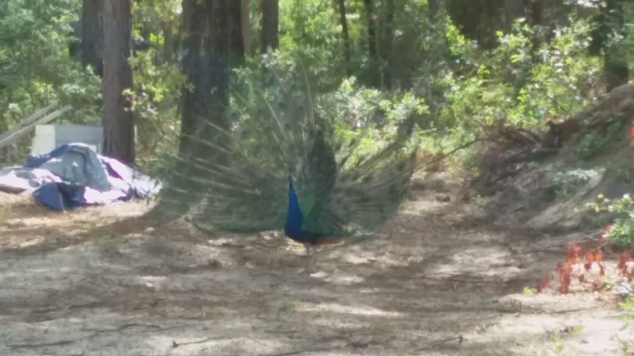 Peacock Wooing the Chickens