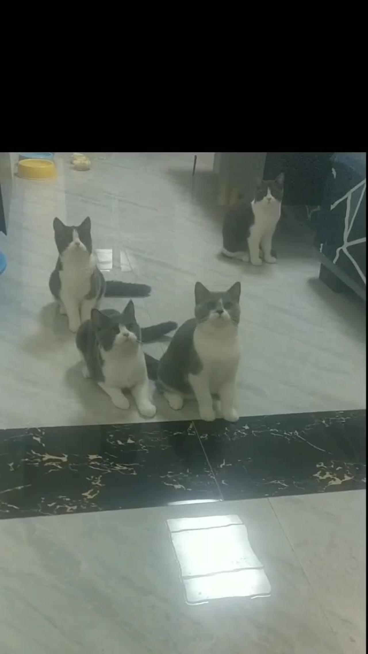 Ahaha, these four cats have the same expressions and actions, so funny