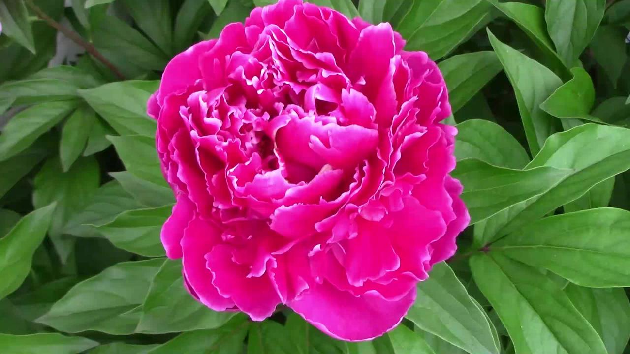 Why Ants Are Crawling All Over Your Peonies