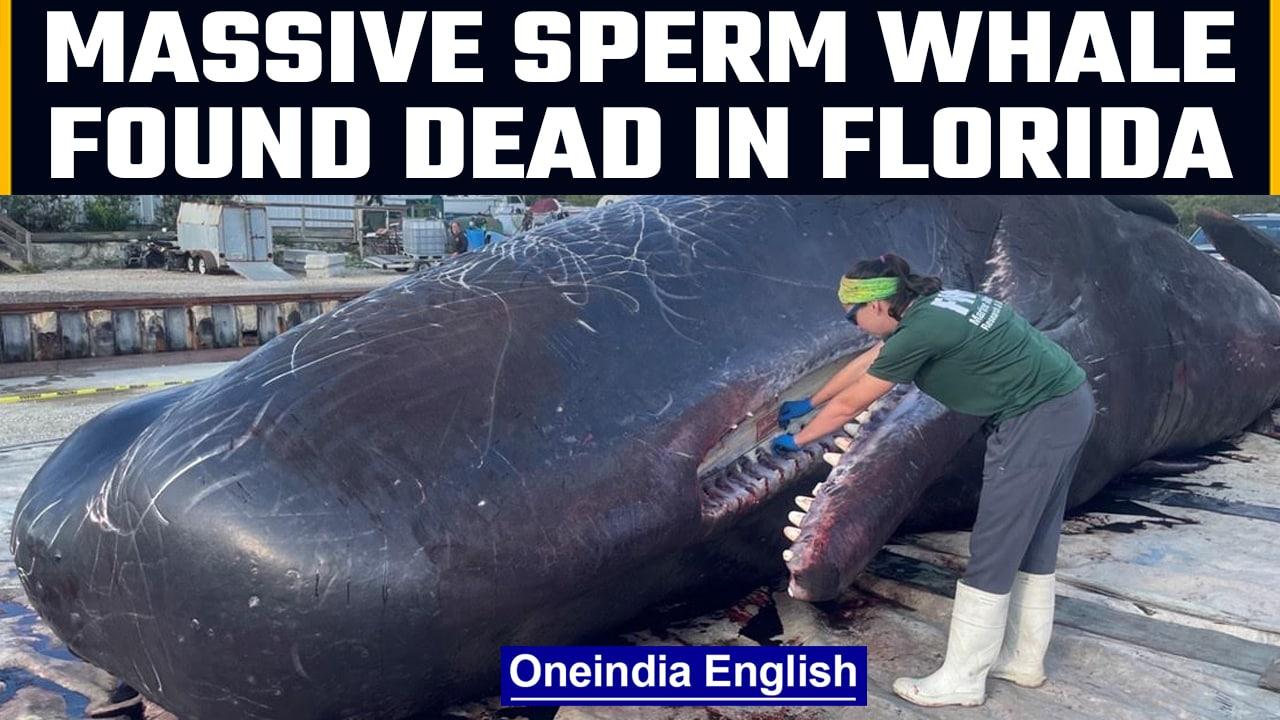 A massive spermwhale found dead off the coast of Florida, plastic found in stomach | OneIndia News