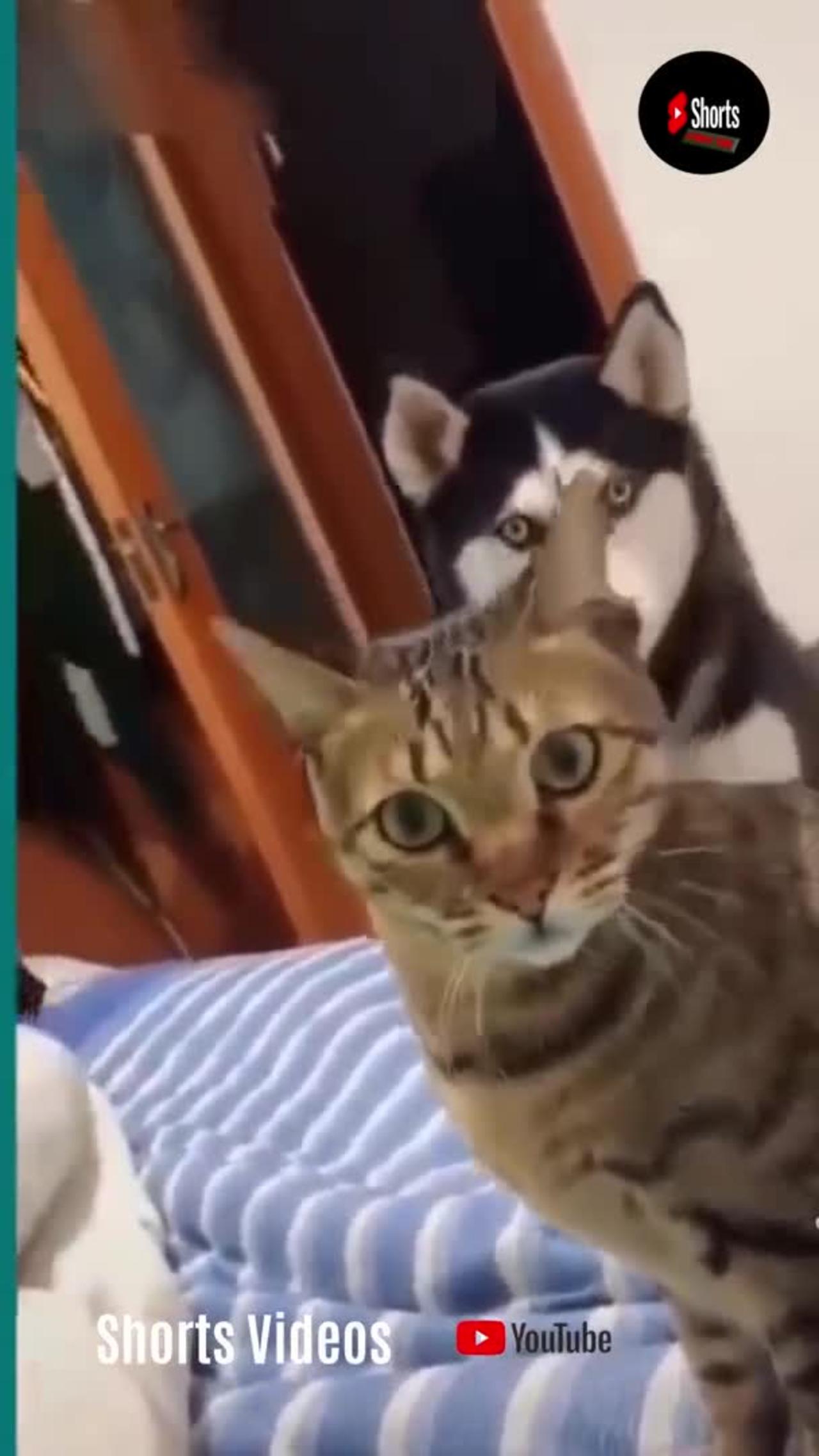 Cute cat and dog fight # try not to laugh hard