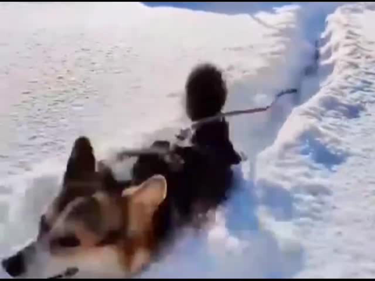 Flying my dog in the snow