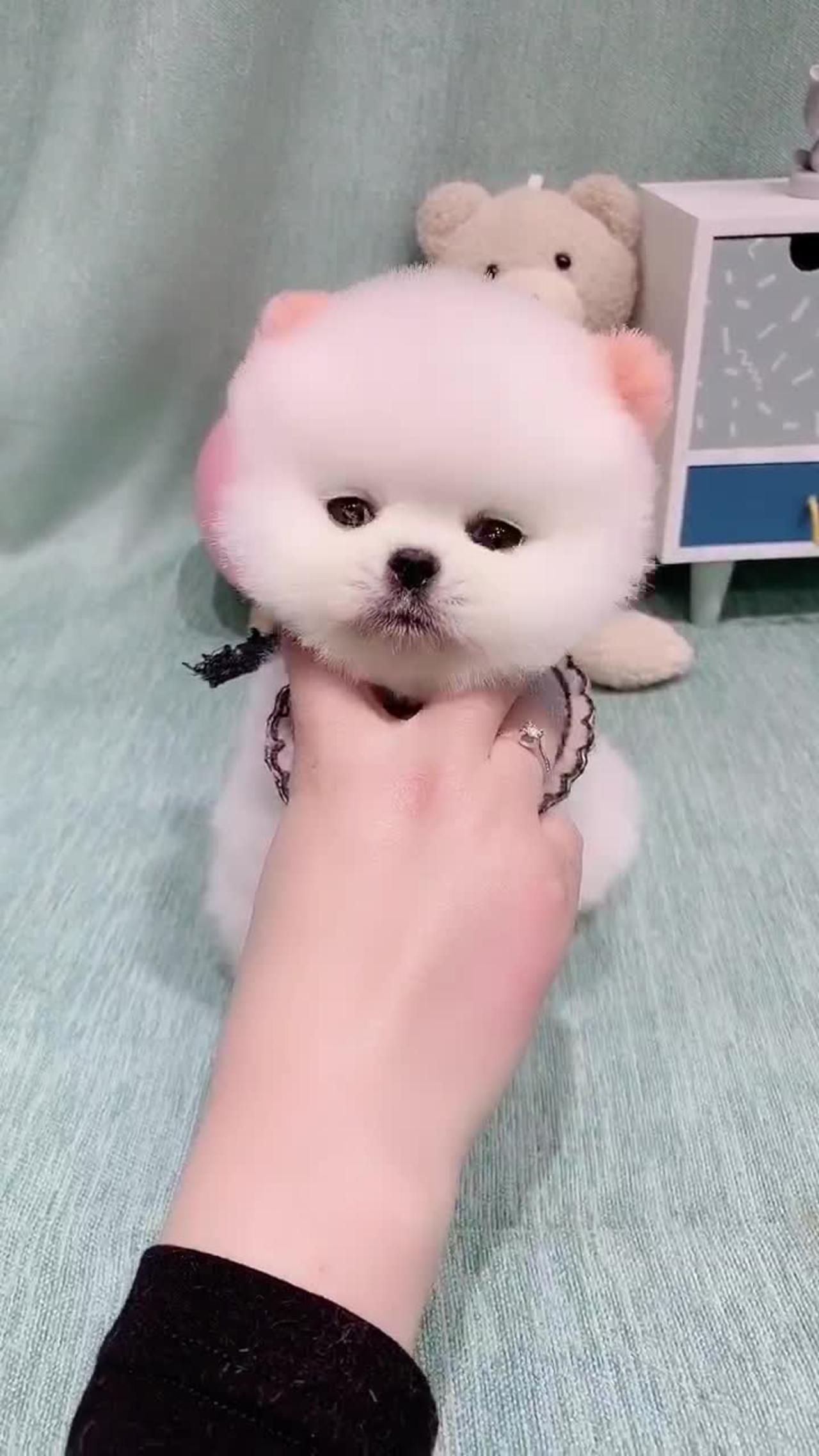 Cute pet dog