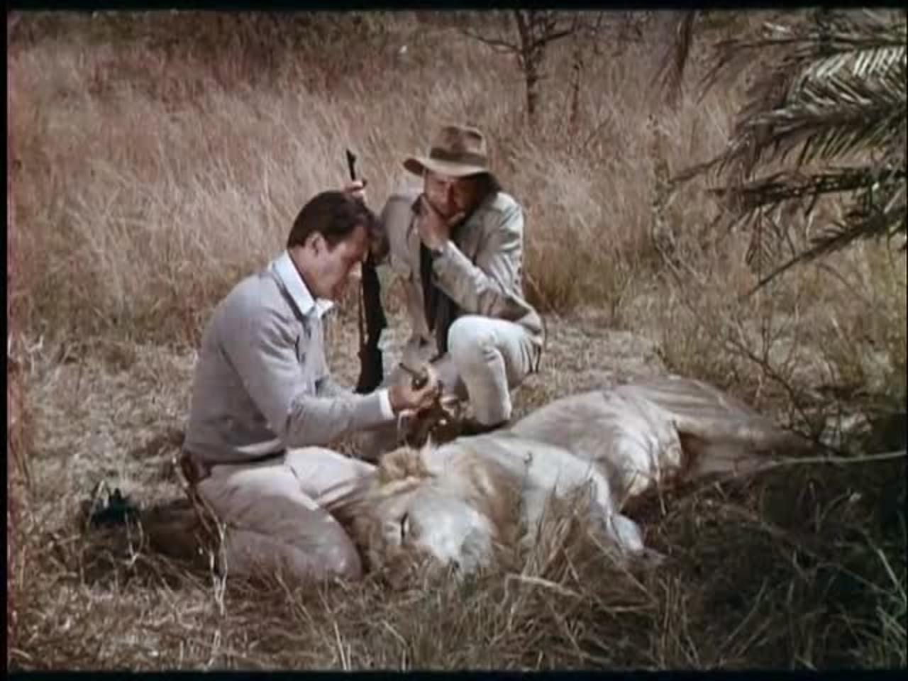 Rhino! // 1964 American action film trailer