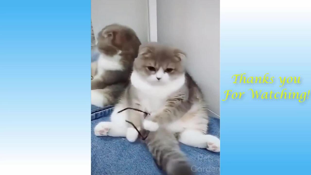 TRY NOT TO LAUGH Cute and Funny Videos of Dogs 🐶 and cats 😻