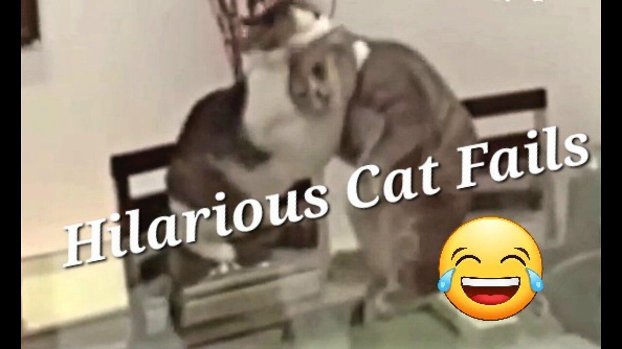 OMG! Hilarious Crazy Cat Compilation 🤣 Funny Cats, Cat Attacks!