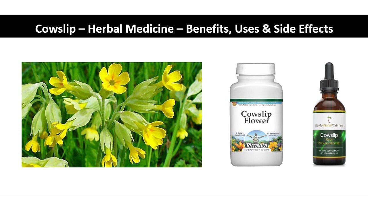 Cowslip   Herbal Medicine   Benefits, Uses & Side Effects