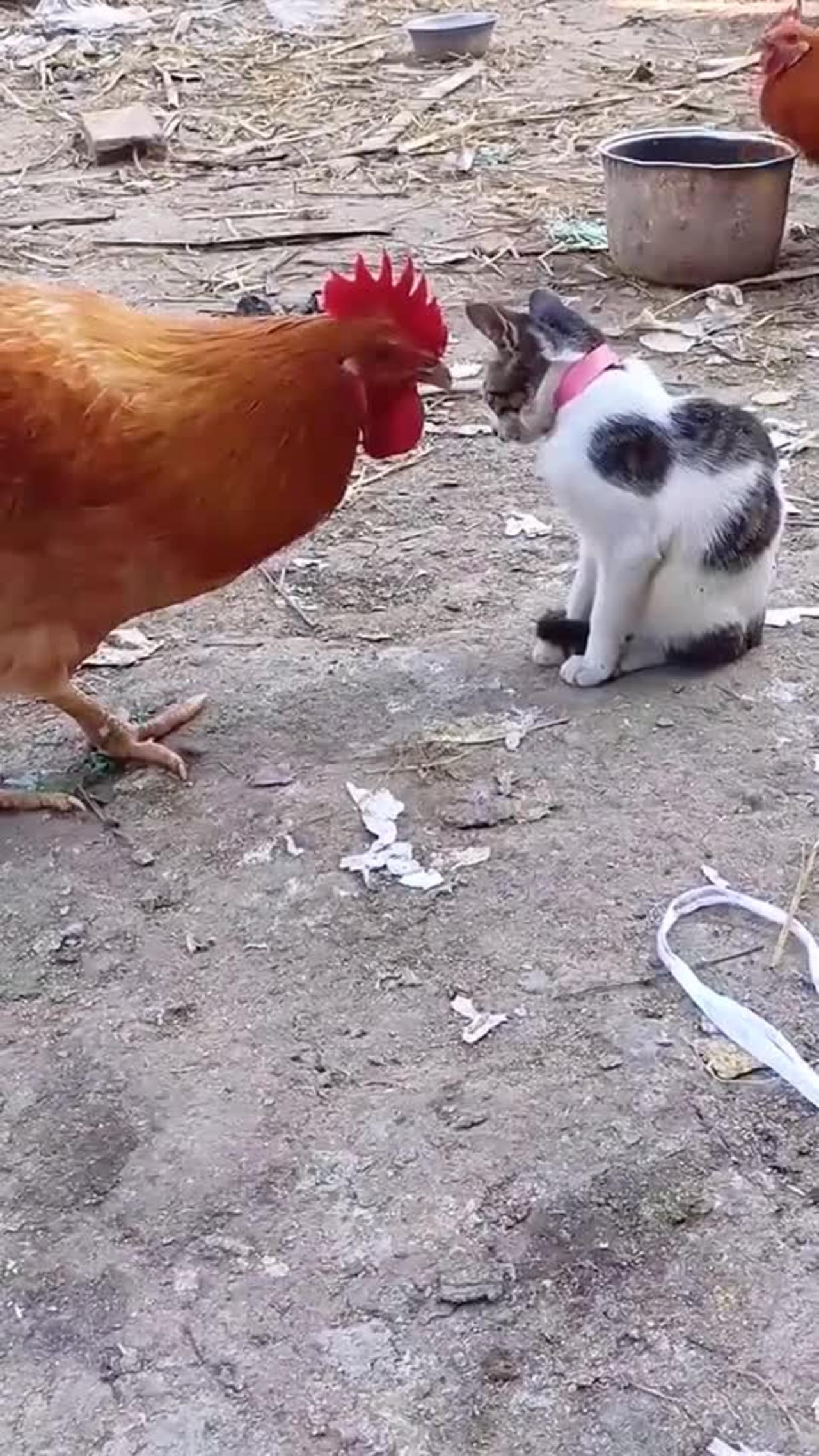 Watch these 😂animals😂 go mad🔥.😂Cat and chicken slap challenge