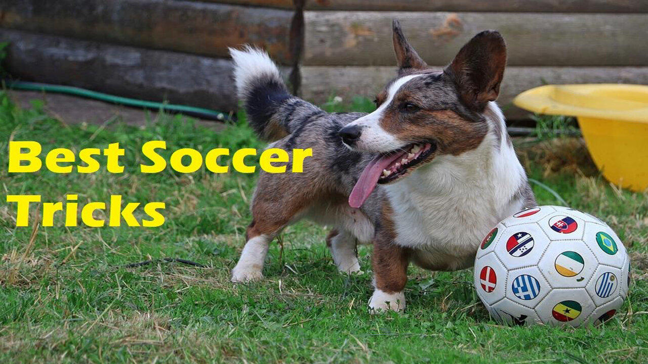 Funny Players | Best Soccer Tricks