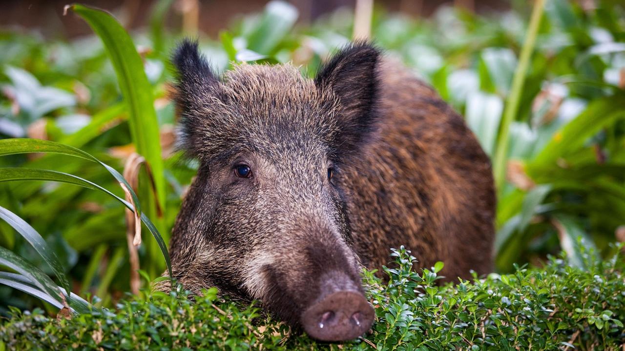Wild boar charges into phone store, attacks staff