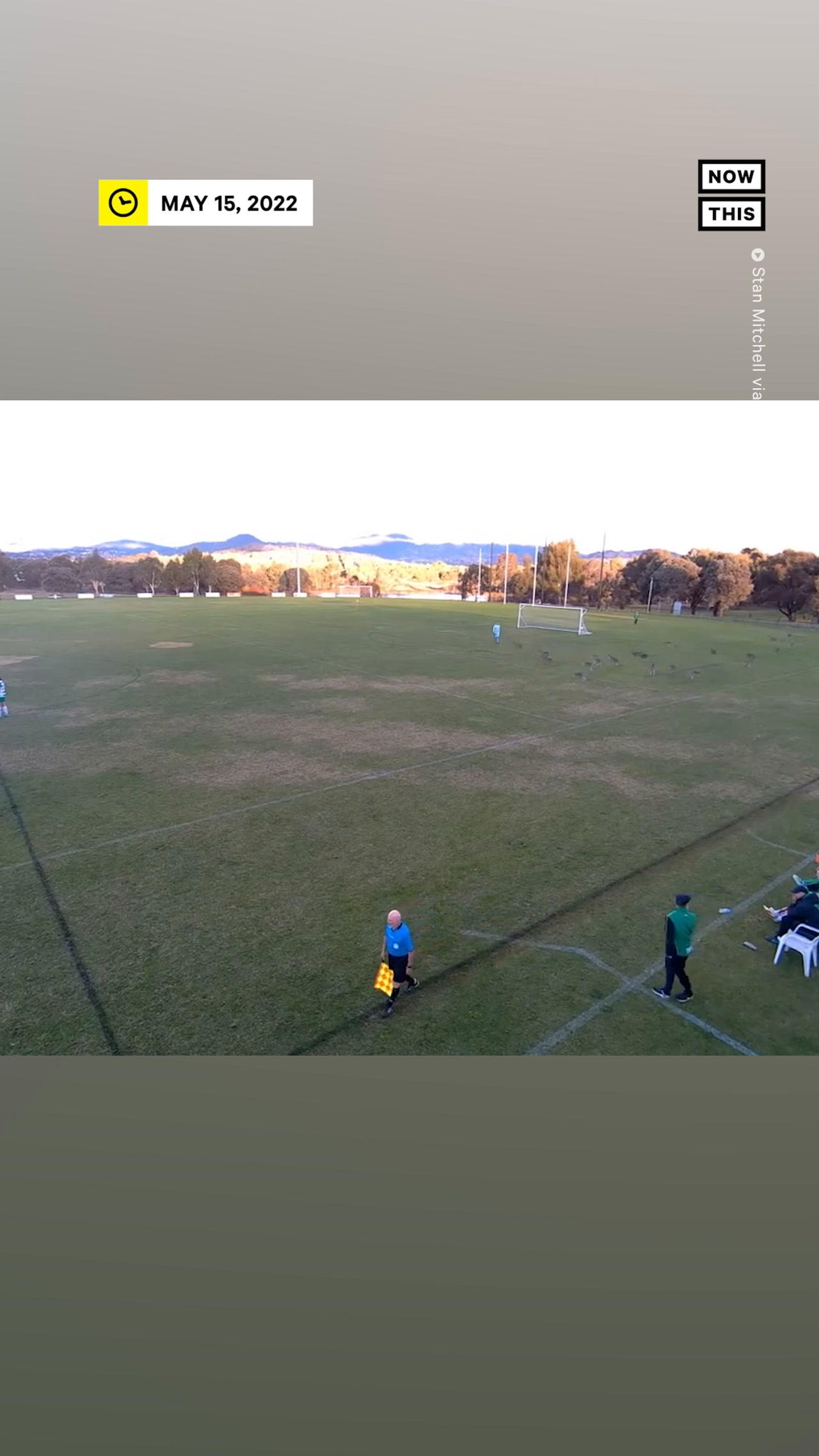 Mob of Kangaroos Interrupt Soccer Match