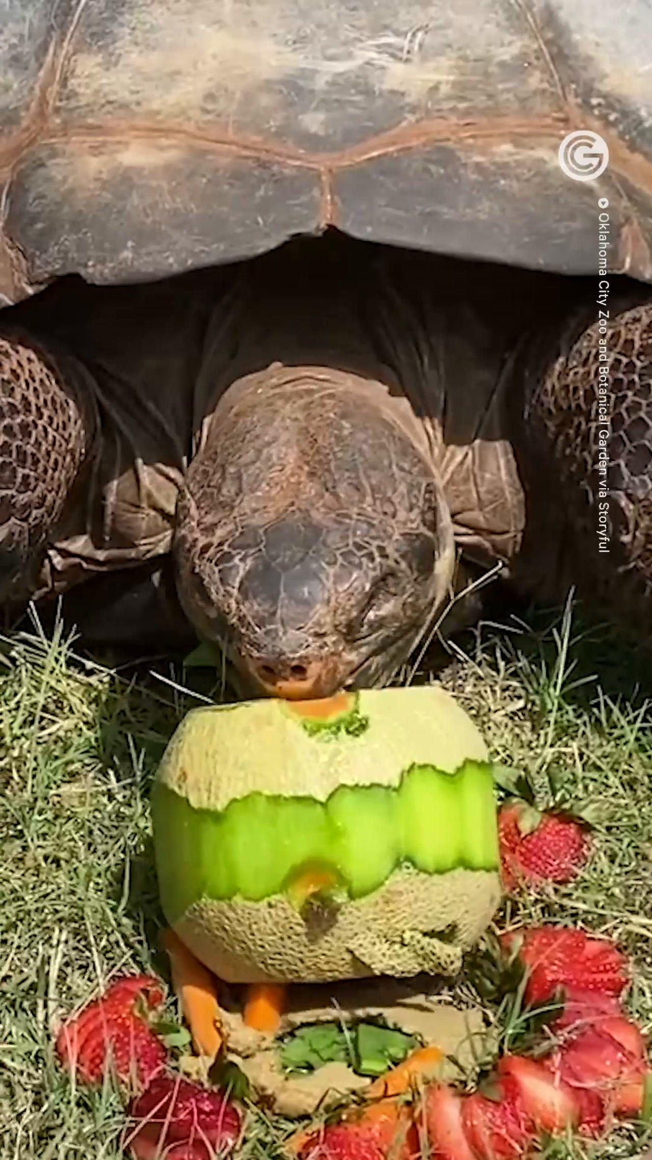 Galapagos Tortoise Celebrates 94th Birthday