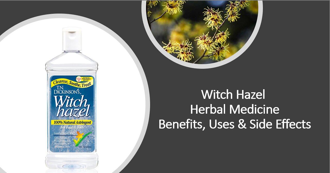 Witch Hazel   Herbal Medicine   Benefits, Uses & Side Effects