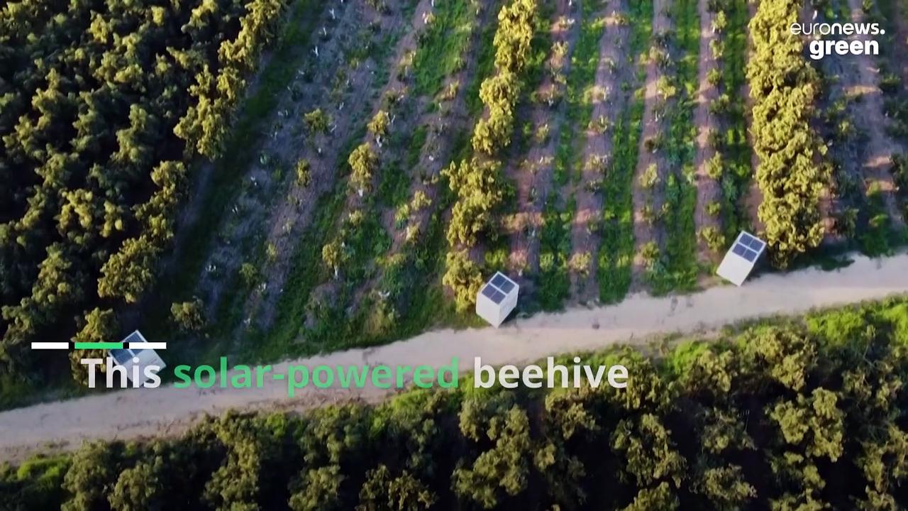 Are robot beekeepers the secret to saving the vital pollinators?