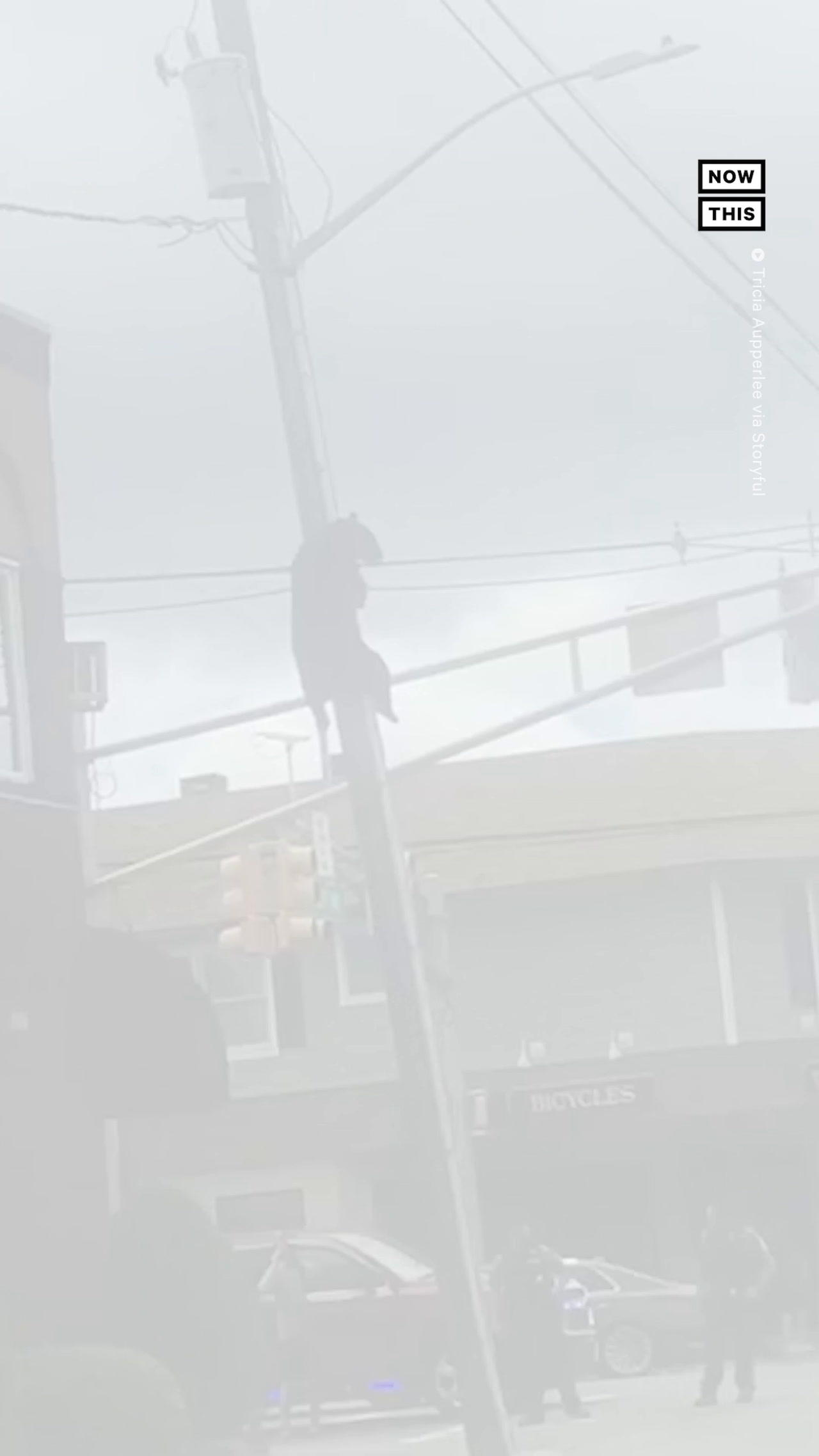 Bear Climbs Utility Pole in New Jersey