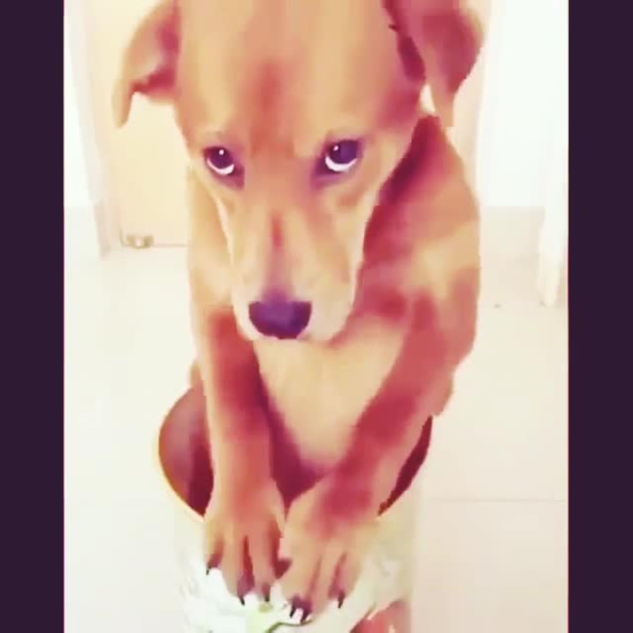 Funny dog prank videos 🤪😂