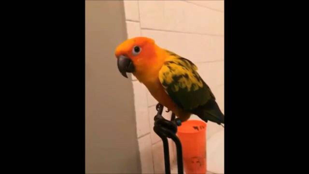 Try Not To Laugh Challenge - BEST FUNNY PARROTS COMPILATION