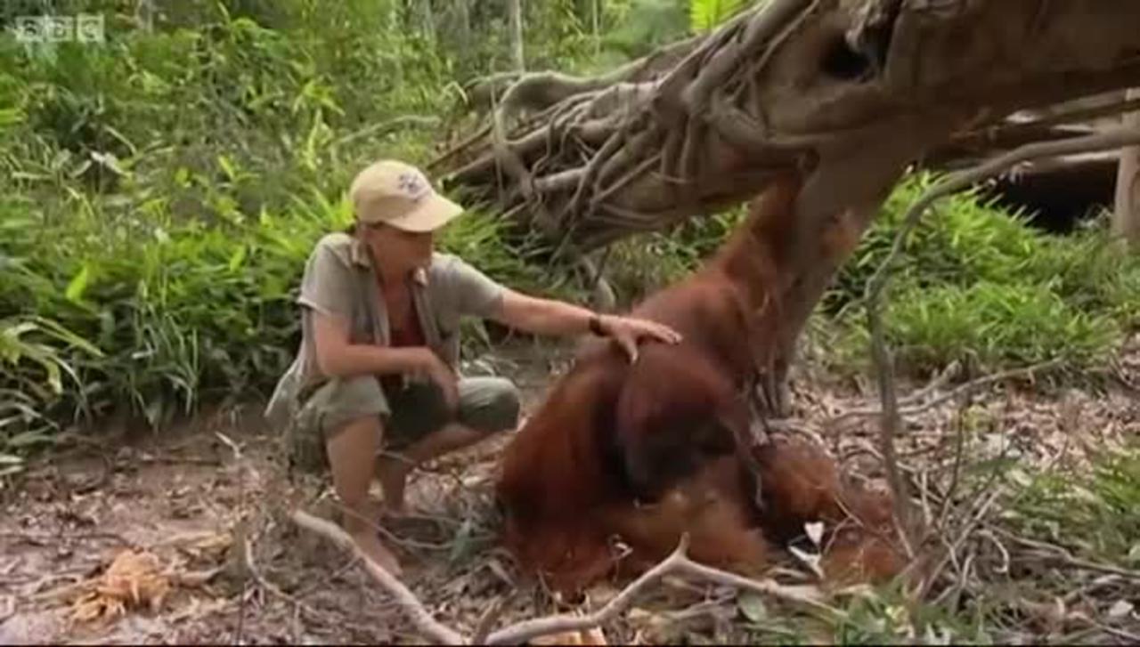 Annual Holiday | Orangutan Diary | BBC Earth
