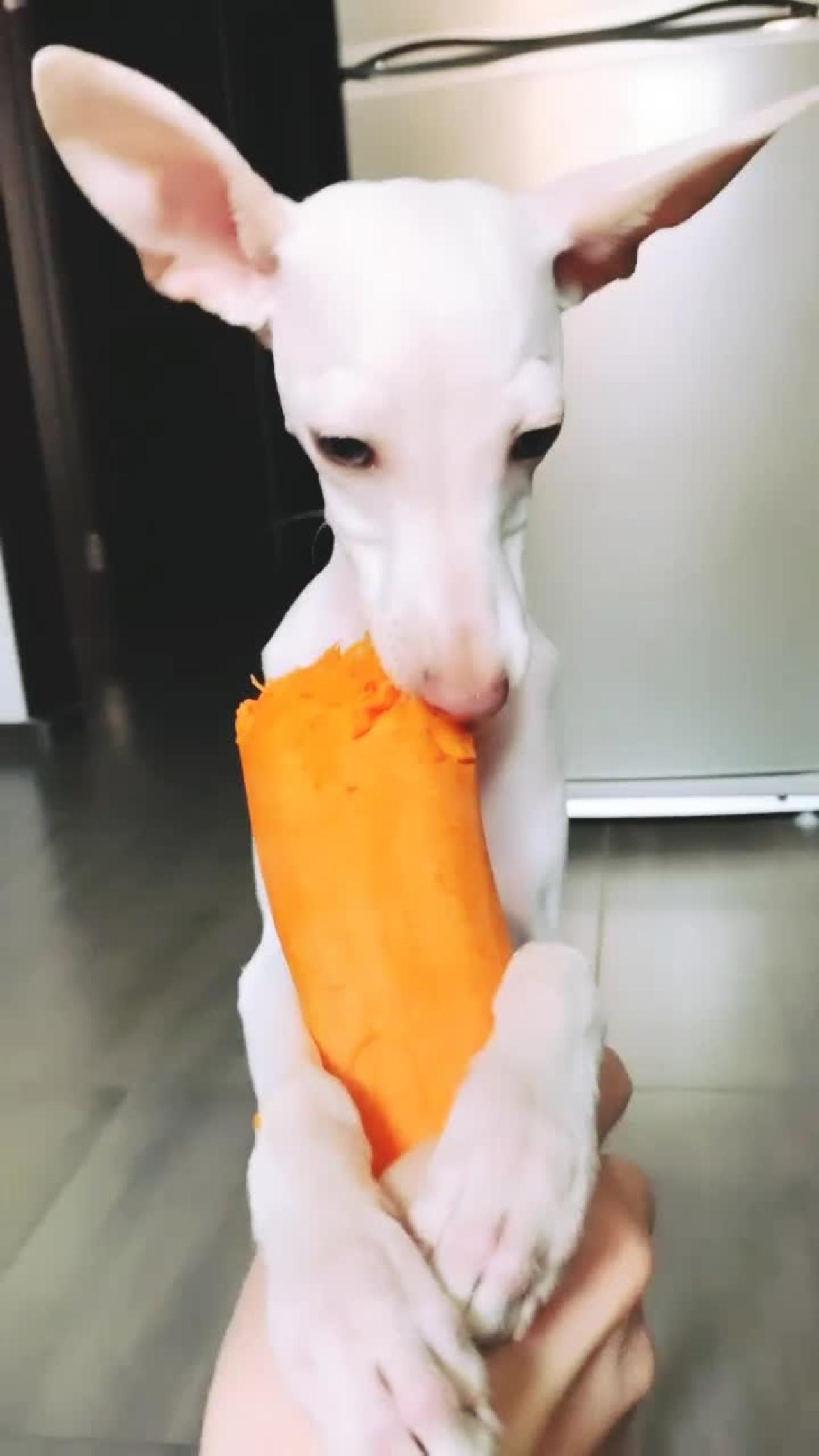 Cutie DOG EAT ICE-CREAM WITH THEIR HANDS AMAZING VIDEO