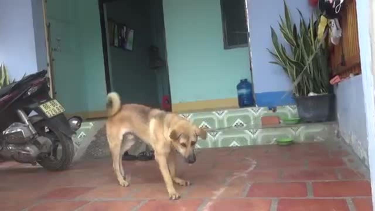 Indian dog testing