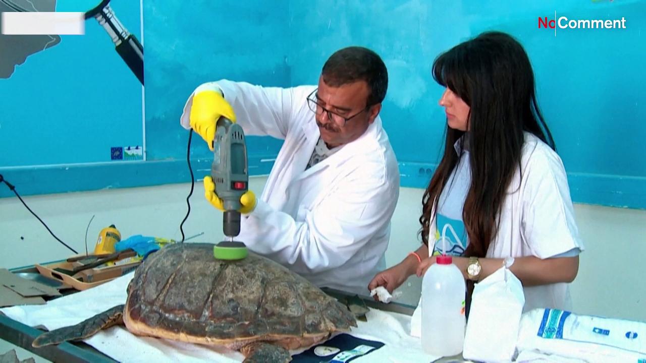 Turtles freed in Tunisia with tracking monitor