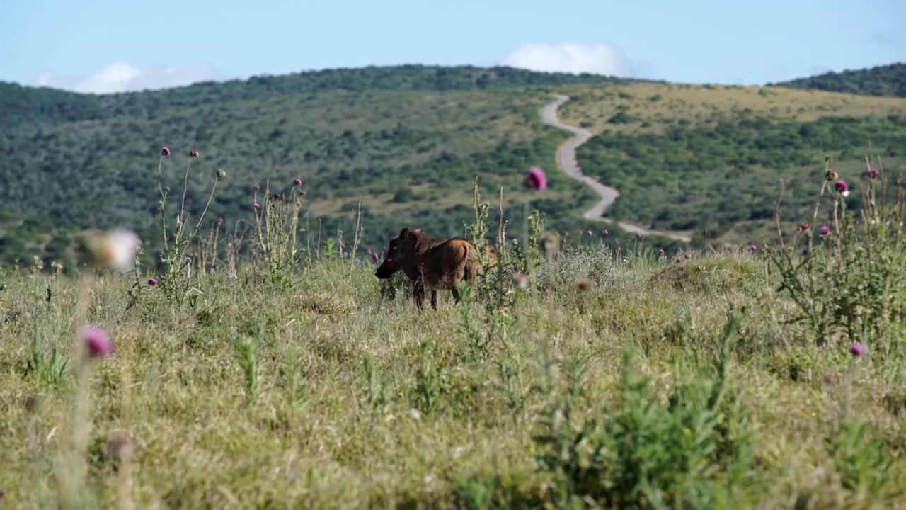 Two warthogs walking around in Addo Elephant National Park South Africa