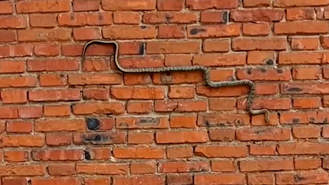 Snake crawls over wall just like iconic Nokia phone game